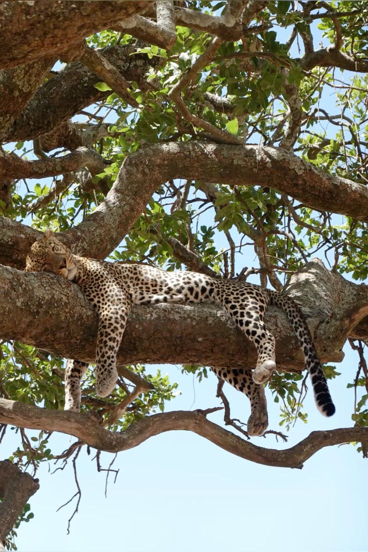 Safari Explore